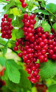 Rybíz červený - keř (Ribes rubrum Jonkheer van Tets)