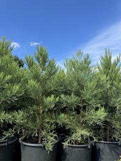 Sekvojovec obrovský 120 cm (Sequoiadendron giganteum)