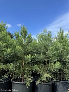 Sekvojovec obrovský 140-150 cm (Sequoiadendron giganteum)