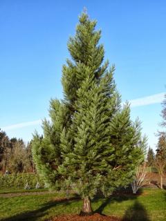 Sekvojovec obrovský 50-70 cm/2L (Sequoiadendron giganteum)