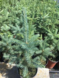 Smrk pichlavý (stříbrný) 40-50 cm (Picea pungens f. glauca)