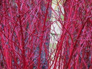 Svída bílá sibirica 60-80 cm (Cornus alba sibirica )