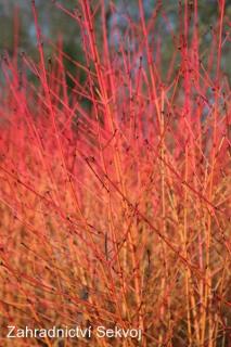 Svída krvavá 60-80 cm (Cornus sanguinea)