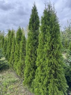 Thuja occidentalis smaragd 170 cm zemní bal (Thuja occidentalis smaragd)