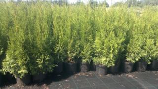 Thuja smaragd