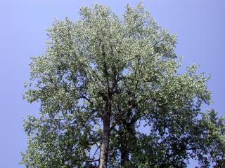 Topol balzámový 150 cm (Populus balsamifera)