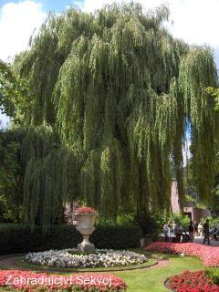 Vrba bílá smuteční 150 cm (Salix alba subsp. tristis)