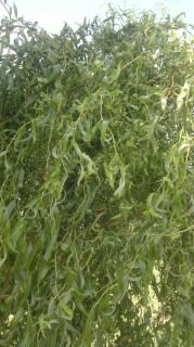Vrba kroucená - převislá 150 cm (Salix erythroflexuosa)