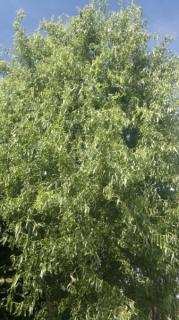 Vrba Matsudova Tortuosa 200+ cm/33L (Salix matsudana Tortuosa)
