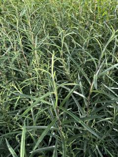 Vrba rozmarýnolistá 80-100 cm (Salix rosmarinifolia)