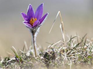 Koniklec obecný Kultivar: Pinwheel Blue Violet Shades