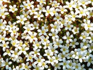 Lomikámen arendsův Barva květu: Bílá