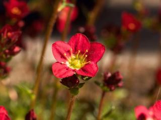 Lomikámen arendsův Barva květu: Červená
