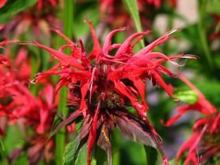 Monarda - zavinutka podvojná, indiánská kopřiva Barva květu: Červená