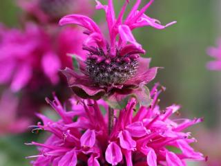 Monarda - zavinutka podvojná, indiánská kopřiva Barva květu: Sytě růžová