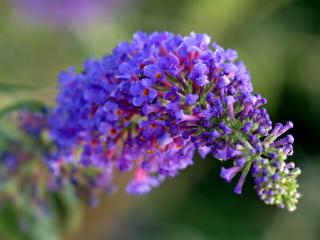 Motýlí keř - komule Davidova, motýlovník, letní šeřík Barva květu: Modrá