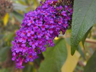 Motýlí keř - komule Davidova, motýlovník, letní šeřík Barva květu: Modrofialová
