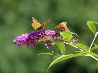 Motýlí keř - komule Davidova, motýlovník, letní šeřík Barva květu: Růžová