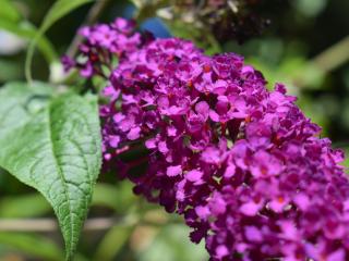 Motýlí keř - komule Davidova, motýlovník, letní šeřík Barva květu: Růžovofialová