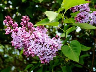 Šeřík obecný Kultivar: Aucubaefolia