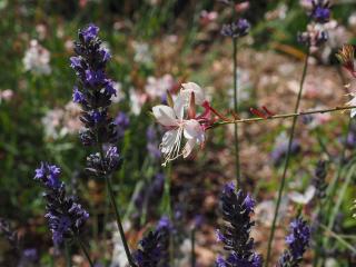 Svíčkovec Lindheimerův Barva květu: Bílá