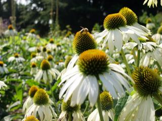 Třapatka nachová (Echinacea) Kultivar: Prairie Splendor C. White