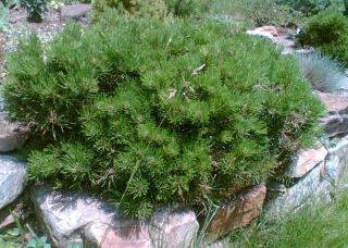 Borovice mini kleč Pumila (Pinus Mugo Pumilio)