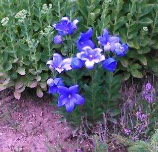 Boubelík (platycodon)  modrý (Platycodon Grandiflorus Astra Blue)