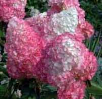 Hortensie latnatá (Hydrangea paniculata)