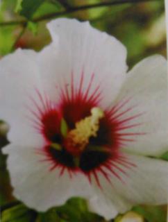 Ibišek venkovní Monstrosus (Hibiscus Syriacus Monstrosus)