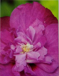 Ibišek venkovní Purple Ruffels (Hibiscus Syriacus Purple Ruffels)