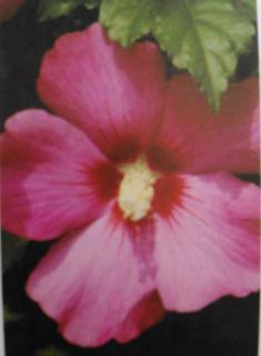 Ibišek venkovní Woodbridge  (Hibiscus Syriacus Woodbridge)