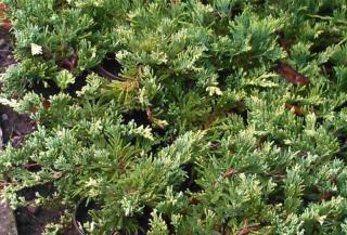 Jalovec Golden Carpet (Juniperus Horizontalis Golden Carpet)