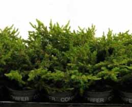 Jalovec Repanda (Juniperus communis Repanda)