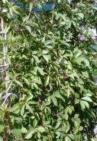 Přísavník pětičetný (Parthenocissus Quinquefolia)