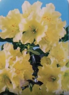 Rhododendron skalkový Golden Wonder