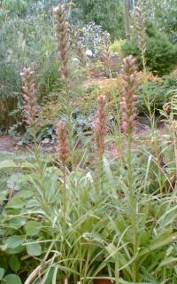 Šuškarda (Liatris) (Liatris Spicata Floristan Violet)