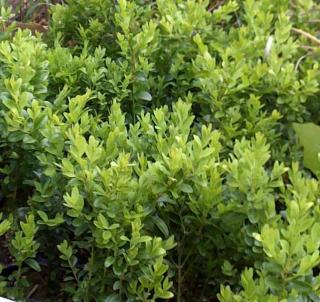 živý plot - buxus zelený (buxus Sempervirens)
