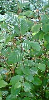 živý plot - habr obecný (Carpinus betulus)