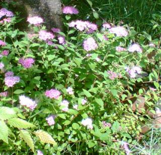 živý plot - tavolník Anthony Waterer (Spiraea japonica Anthony Waterer)
