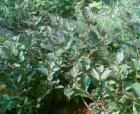 živý plot - vajgélie růžová (Weigelia florida Boskop Glory)