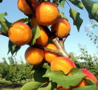 Bhart (Orangered) ČTVRTKMEN ( Raná odrůda meruněk)
