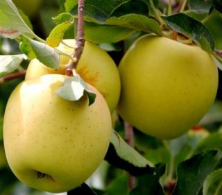 Golden Delicious ŠPIČÁK (zimní jabloň)