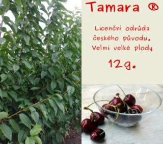 Tamara® / Gisela5® (Pozdní třešeň)