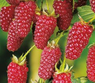 Tayberry Buckingham® MALINOOSTRUŽINA (malinoostružina)