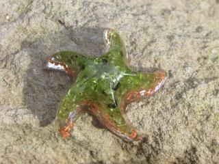 "Dotek radosti" orgonit mořská hvězdice, dosah cca 2 metry (křišťál, olivín, vločky mědi)