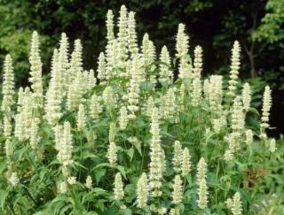 Agastache svraskalá - Agastache rubosa ´ALABASTER´(kont. 1 litr)  (kont. 9x9 cm)