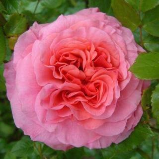 ALOHA - růžová plný květ,voní,prostokořenná