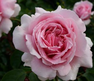 ANDRE LE NOTRE - světle růžová,velký květ,prostokořenná