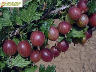 Angrešt (1+1 ZDARMA) - Ribes uva-crispa ´HINNOMAKI ROT´ (kont. 2 litry)